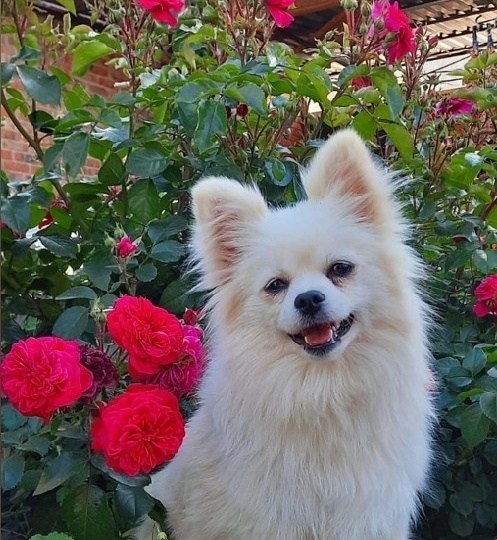 Как правильно фотографировать собаку