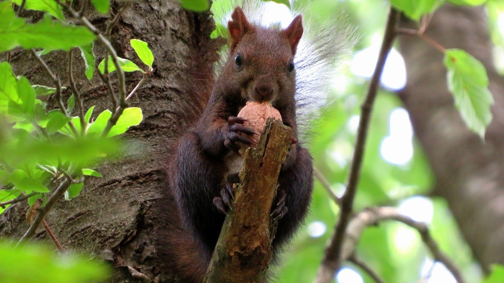 Белка из дендрария Владикавказа 