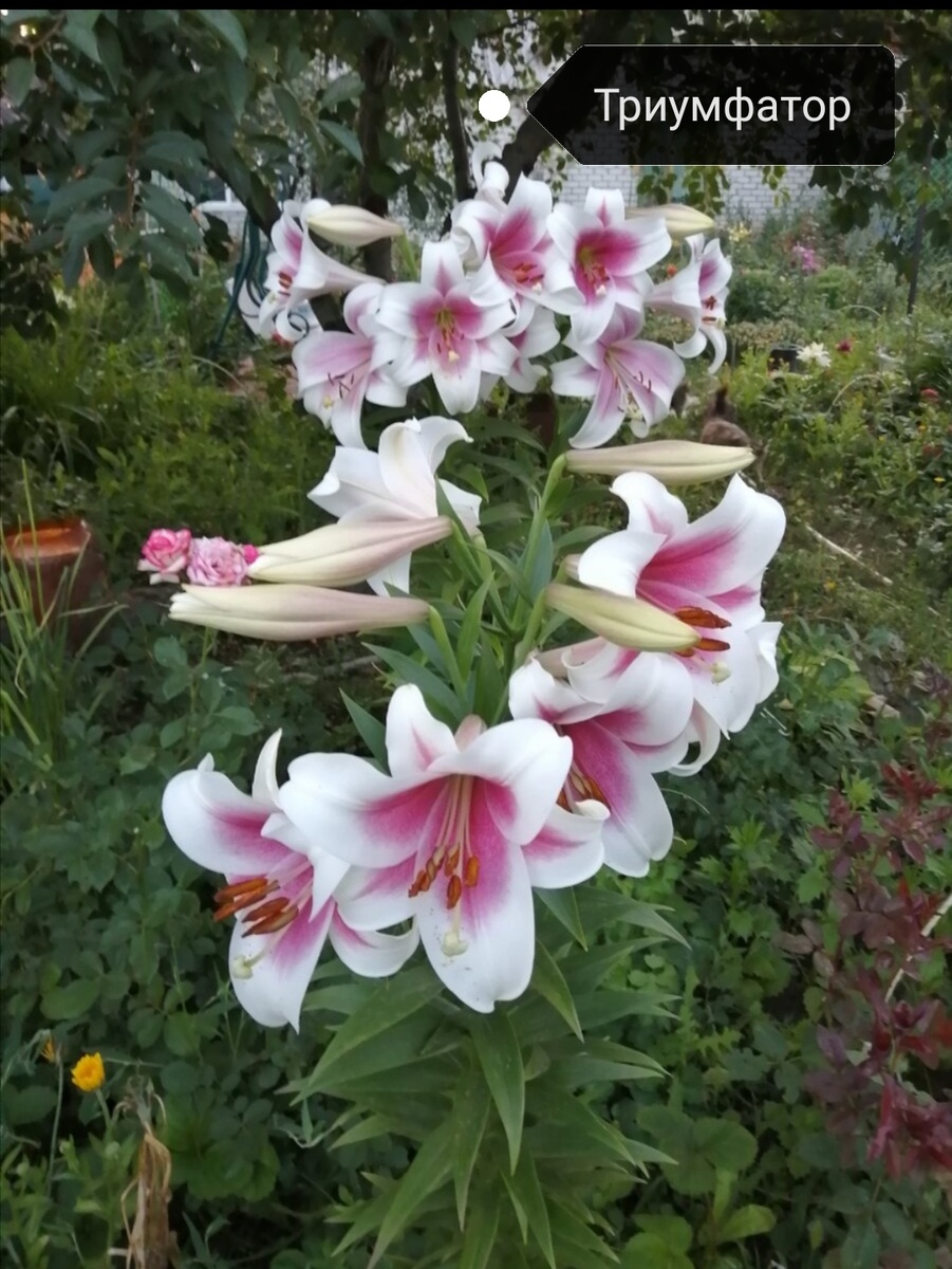Мои утраченные лилии Триумфатор. Фото автора.