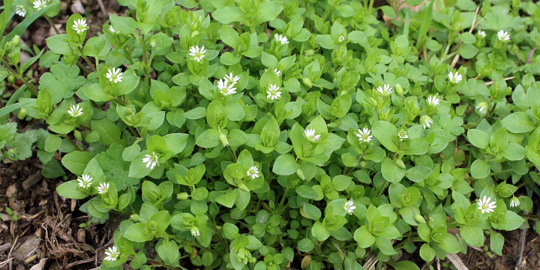 Как можно быстро вывести мокрицу на участке.