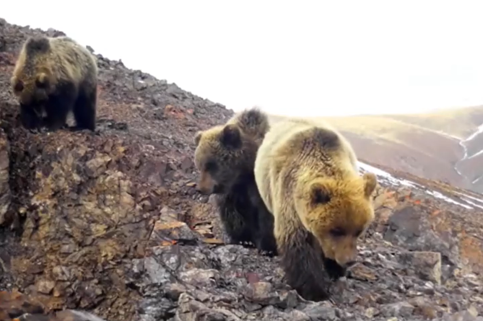    Сайлюгемские медведи. Источник: Telegram-канал Сайлюгемского национального парка