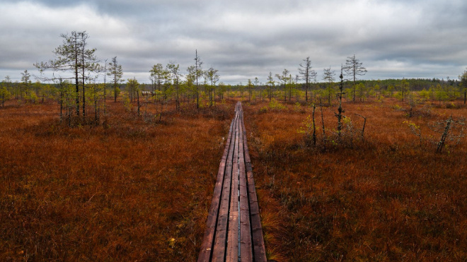 Фото: Александр Дрозденко/telegram