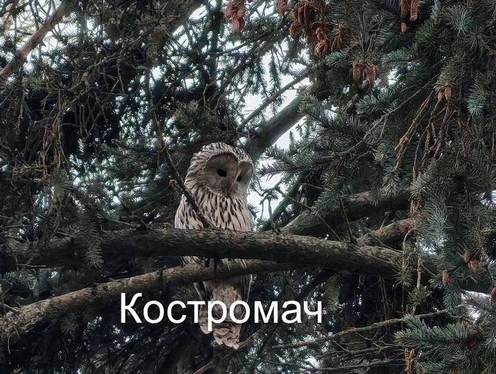 Редкую сову увидели костромичи в центре города