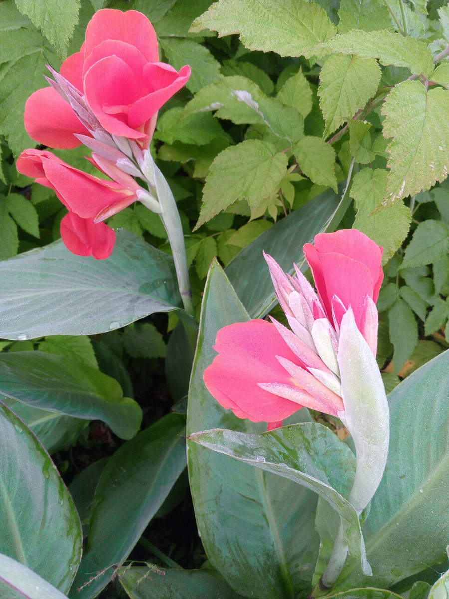 Канны, посеребрённые туманом