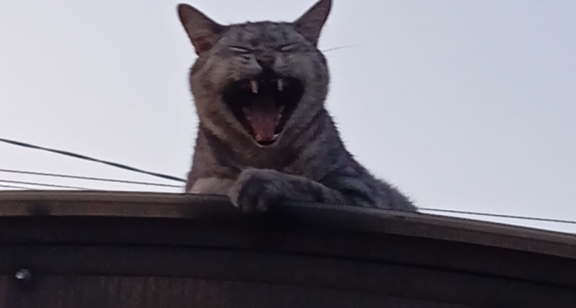    Не только ради еды: почему кошки будят хозяев по утрам - необходимо знать каждому владельцу