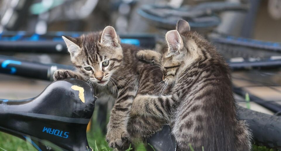    Belkin Alexey/news.ru / www.globallookpress.com