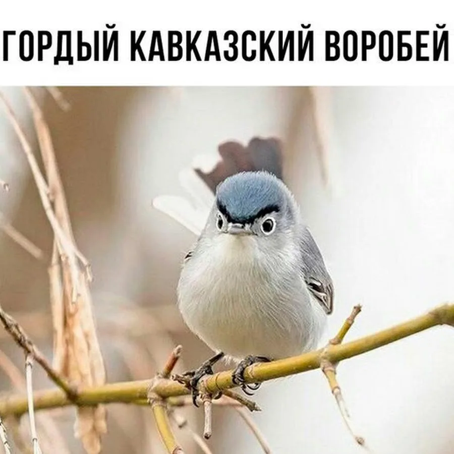 Яндекс-картинки.