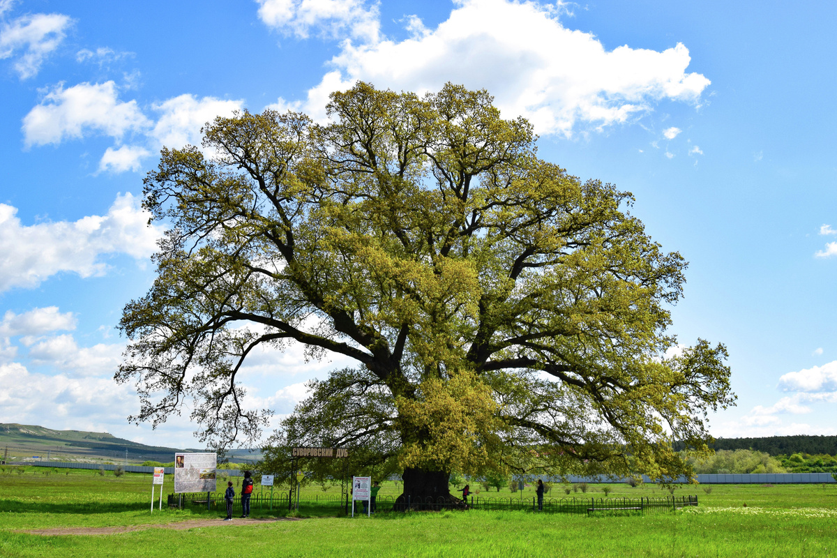 Суворовский дуб
© Туристический портал Республики Крым, Светлана Мальцева