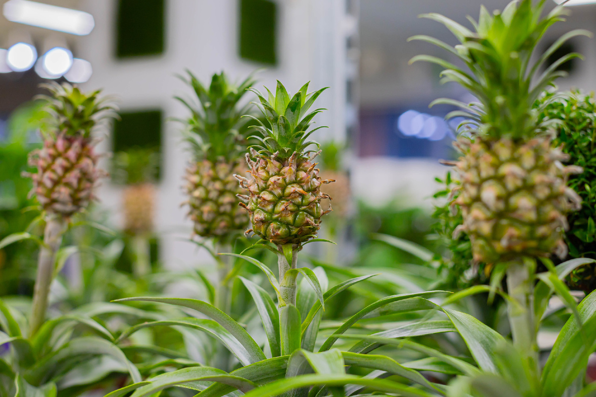 Наши ананасики. Luxury Plants.
