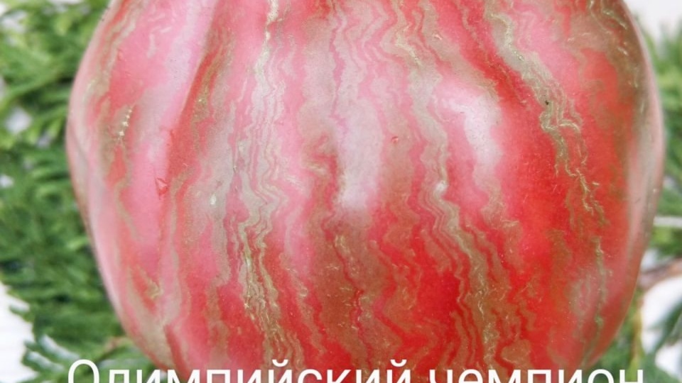 Экзотические сорта помидоров