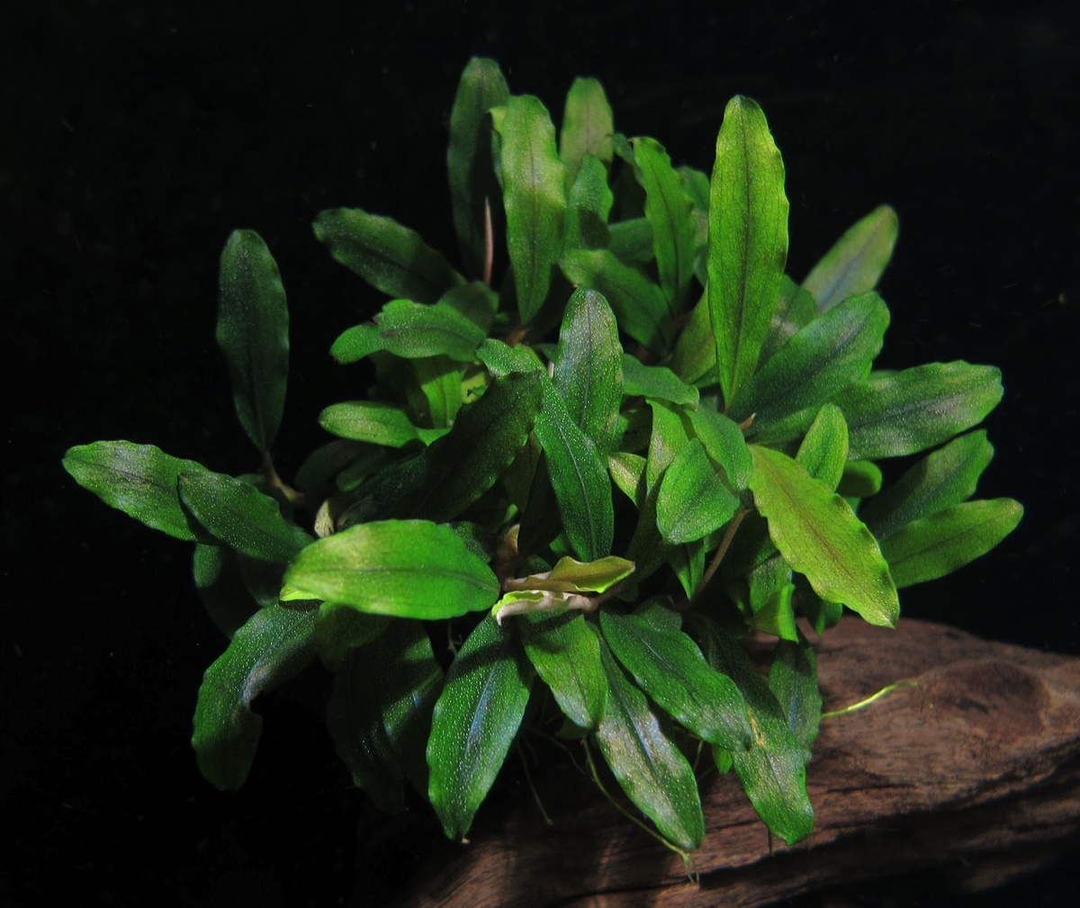 Фото из блога Кости Пахомова 