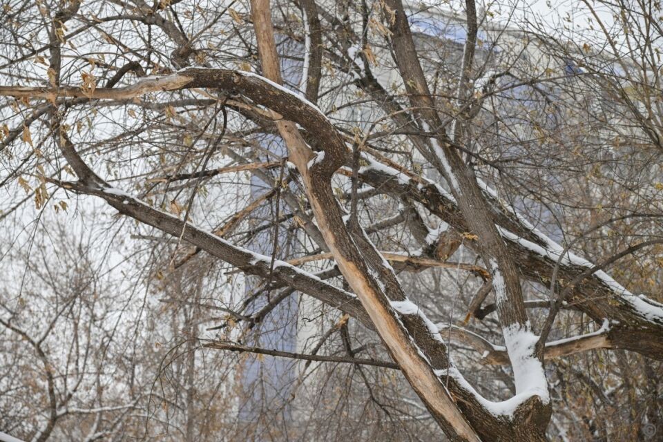    Аварийные деревья в парке имени Ленина. Источник: barnaul.org