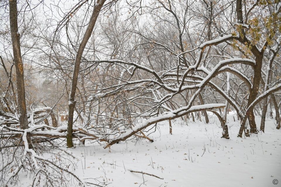   Аварийные деревья в парке имени Ленина. Источник: barnaul.org