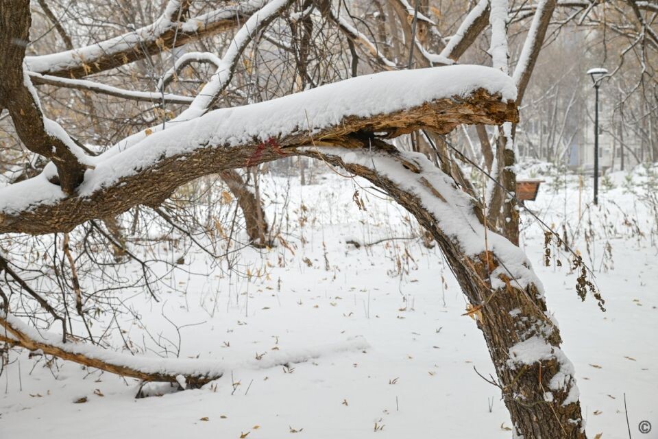    Аварийные деревья в парке имени Ленина. Источник: barnaul.org
