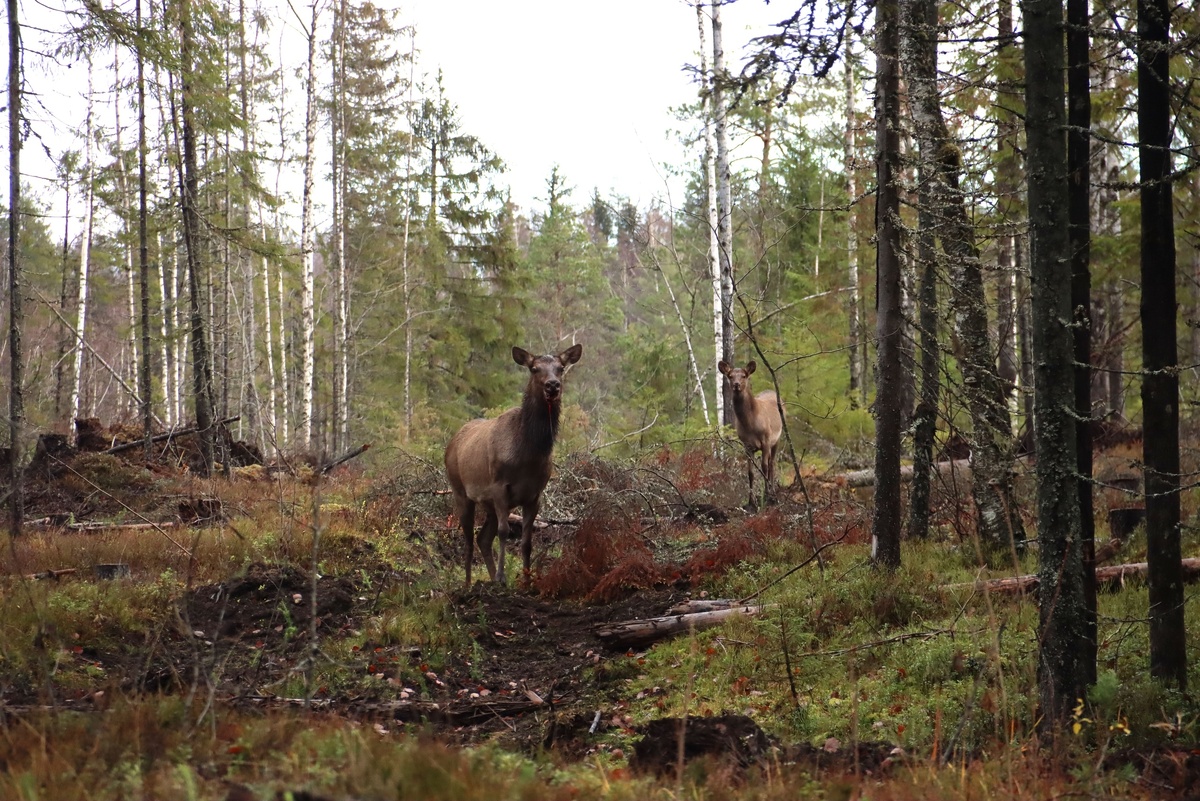    Анна Машигина / Краеведческий клуб "Оберег". Карелия / ВК