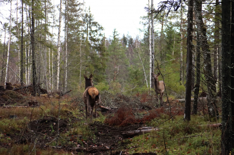    Раненого оленя встретили в лесу КарелииАнна Машигина / Краеведческий клуб "Оберег". Карелия / ВК