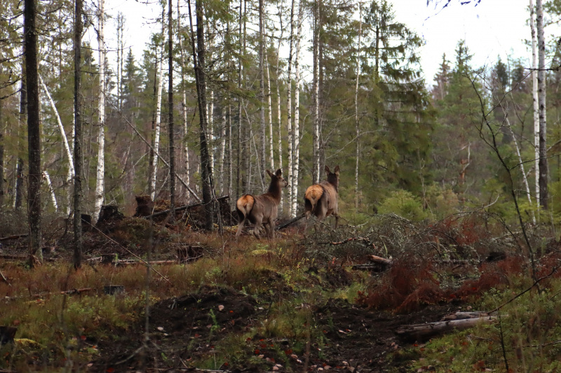    Раненого оленя встретили в лесу КарелииАнна Машигина / Краеведческий клуб "Оберег". Карелия / ВК