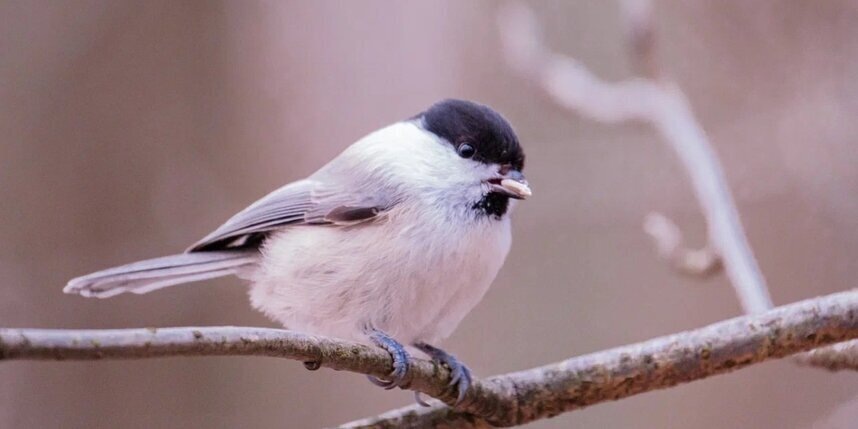    Алёна Бобрович