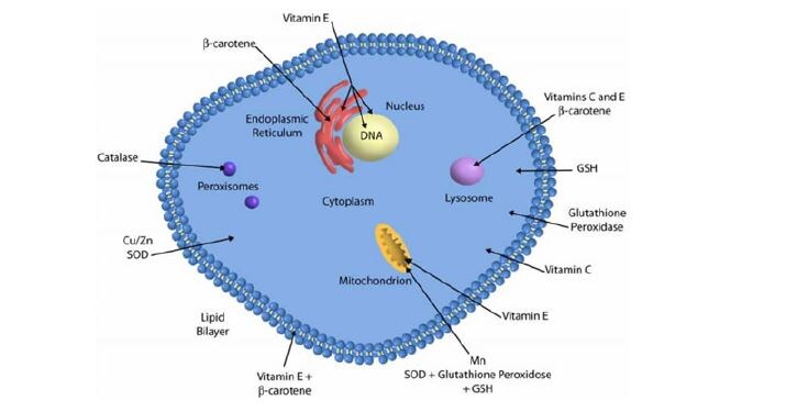 Схематическое изображение антиоксидантной защиты клетки, показывающее, где именно работают разные типы антиоксидантов — как ферментативные, так и неферментативные (Mehta & Gowder, 2015).