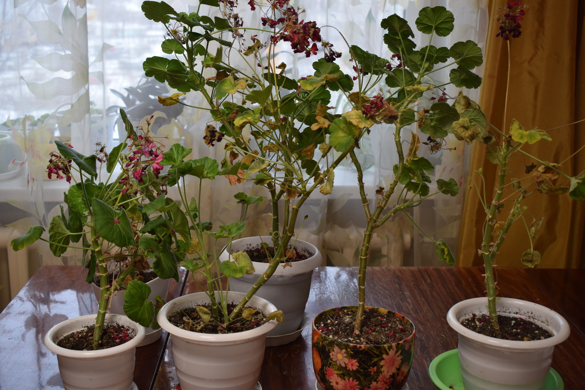 мои герани, которые все лето стояли на лоджии(фото автора)