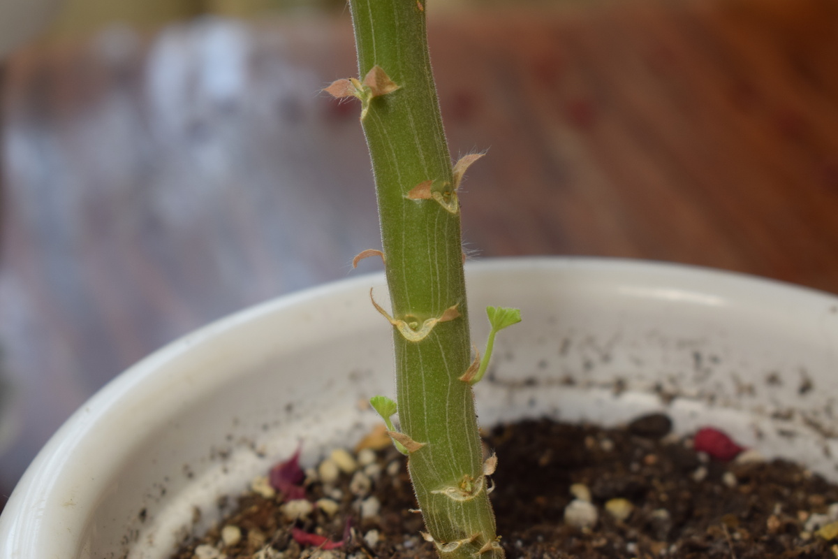 где росли листочки появились новые малюсенькие росточки(фото автора)