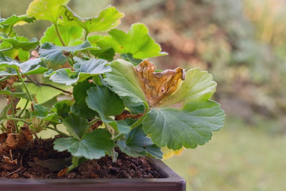 Источник фото shutterstock.com