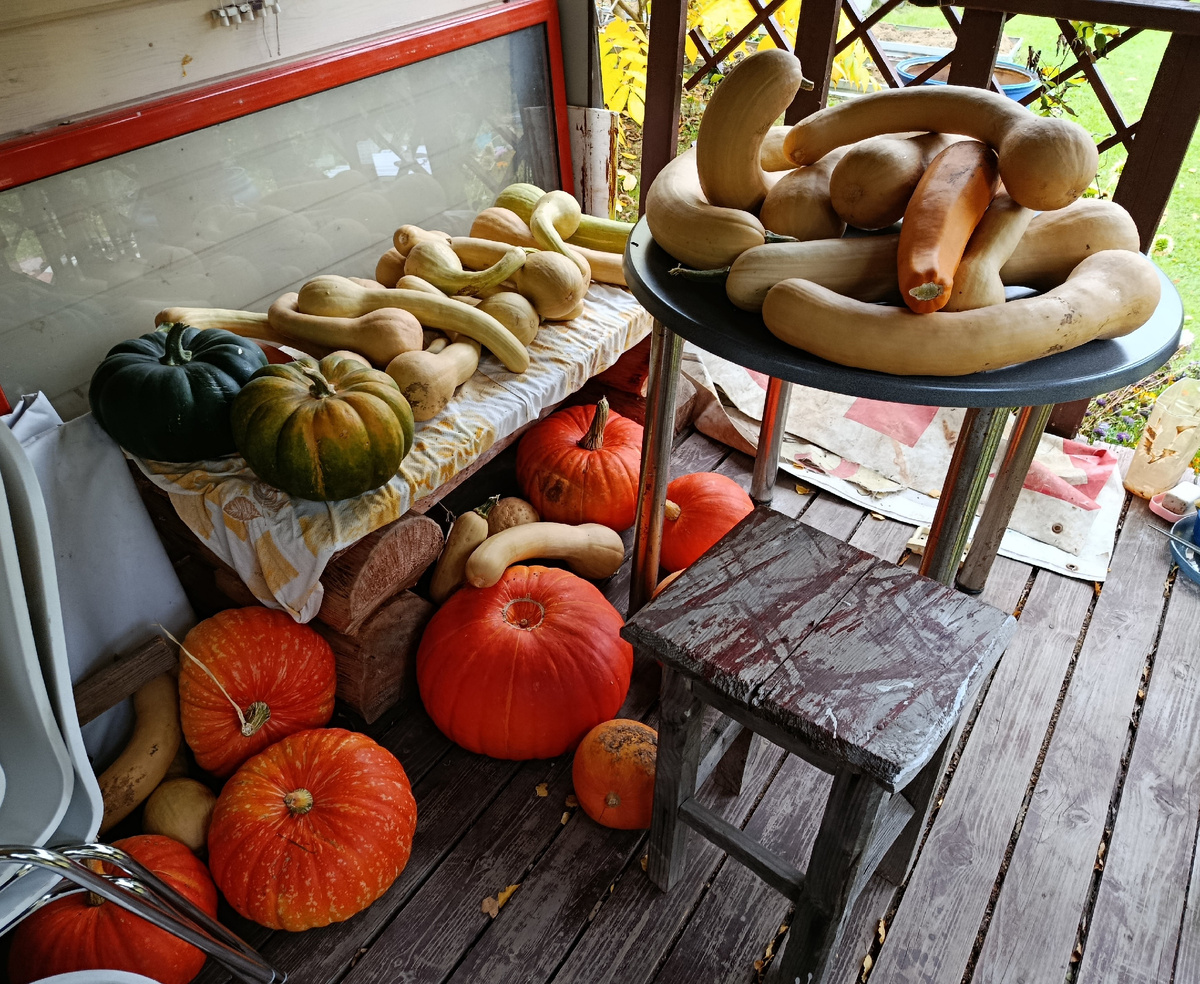 Длинные плоды это не кабачки, а мускатная тыква Тромбон 