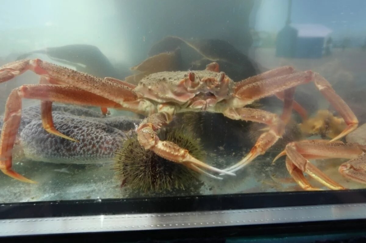    Камчатский краб стал «звездой» Международной выставки в КНР