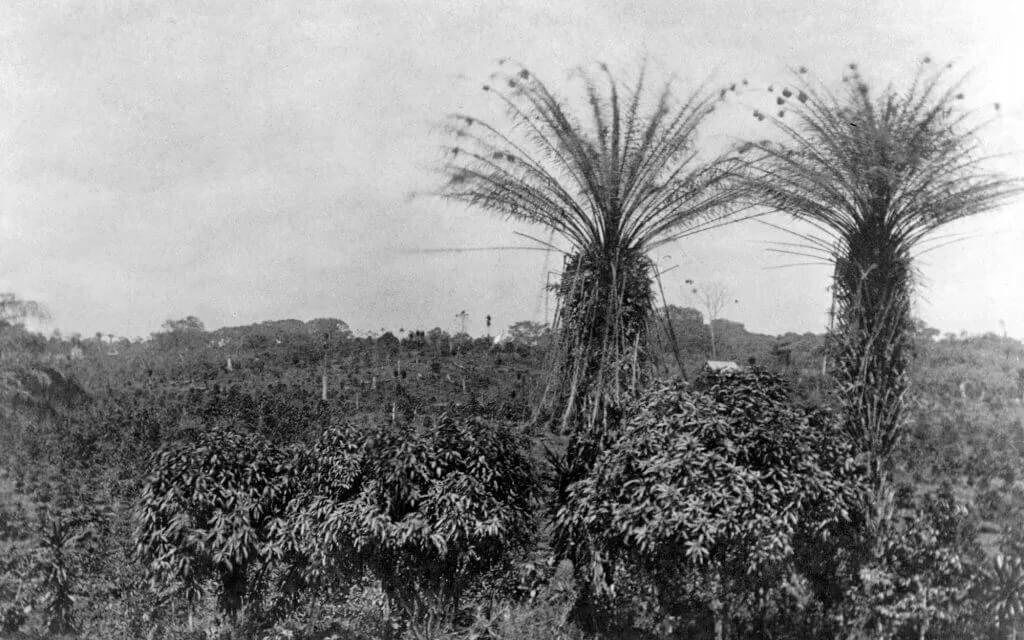 В 19-м веке Либерия стала поставщиком семян либерики наравне с Ганой и Сьерра-Леоне. © perfectdailygrind.com