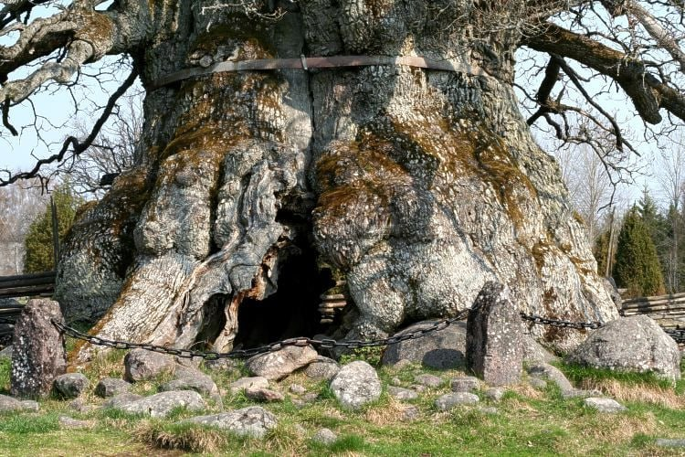 Сердцевина дуба крупным планом