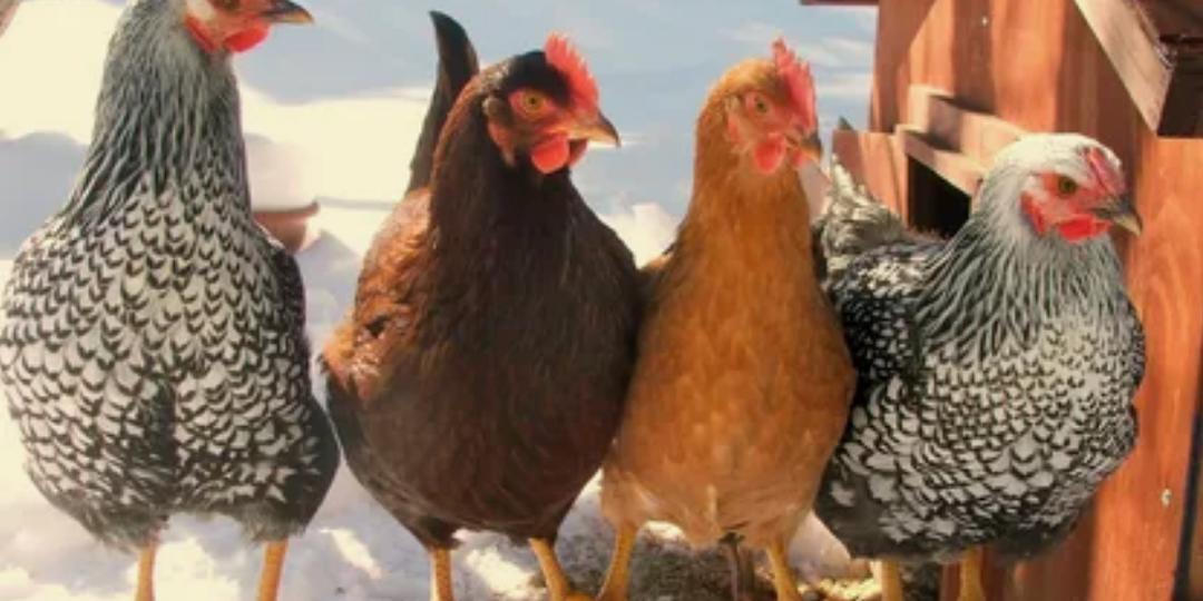 Чем кормить кур зимой, чтобы яйцо было каждый день