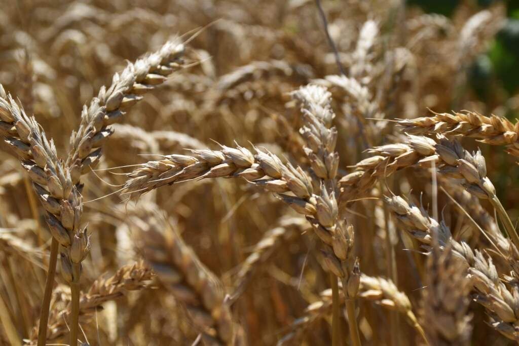    Фото Светланы Кишинько Газета Колос