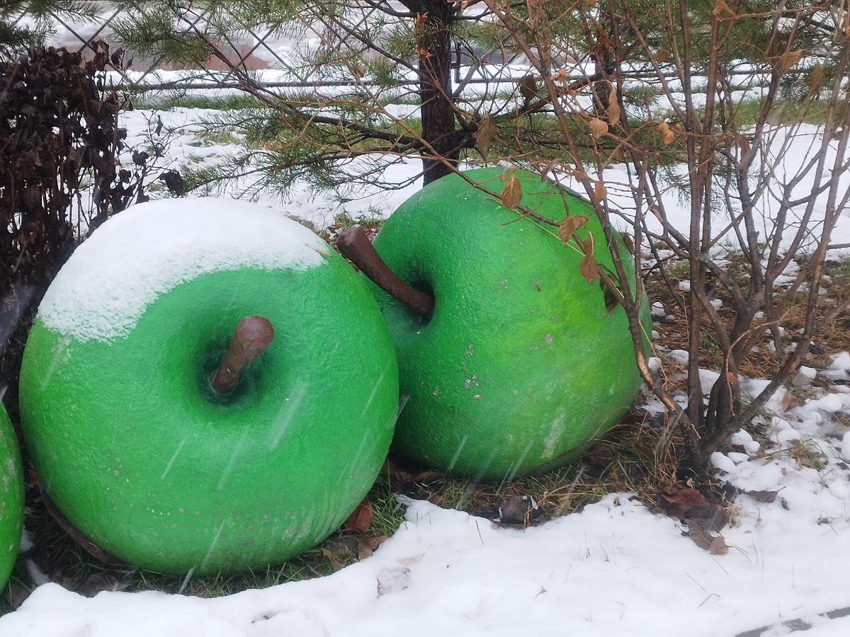 Как в песне Михаила Муромова: "Яблоки на снегу". Правда, не розовые, а зелёные. Фото из личного архива автора. 