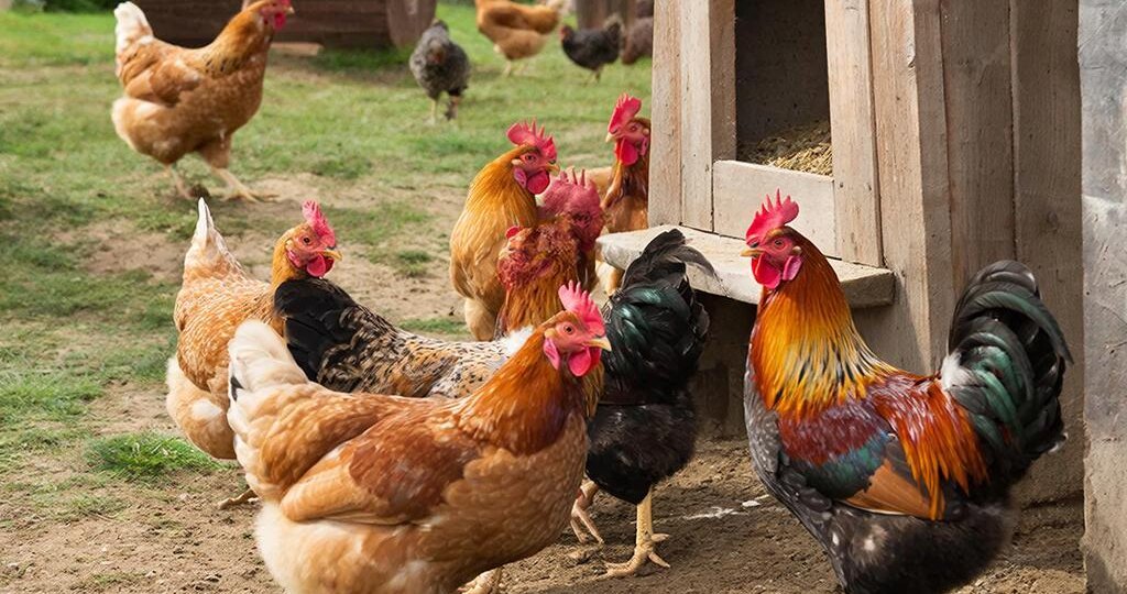 Полный гид по запретным продуктам для кур