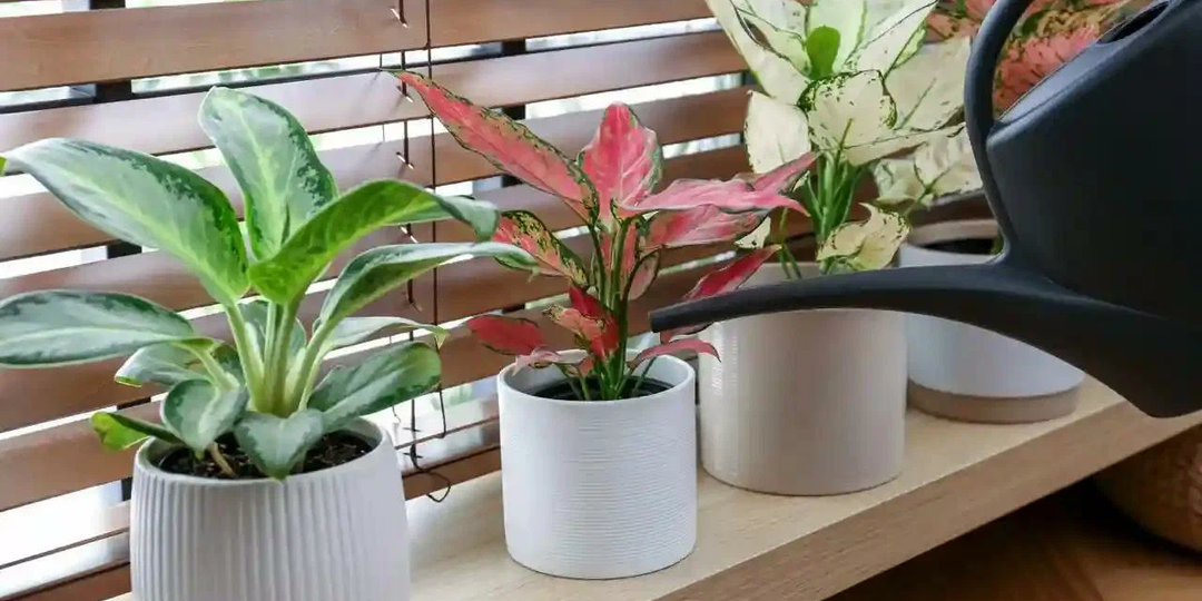 Самые лёгкие в уходе комнатные растения