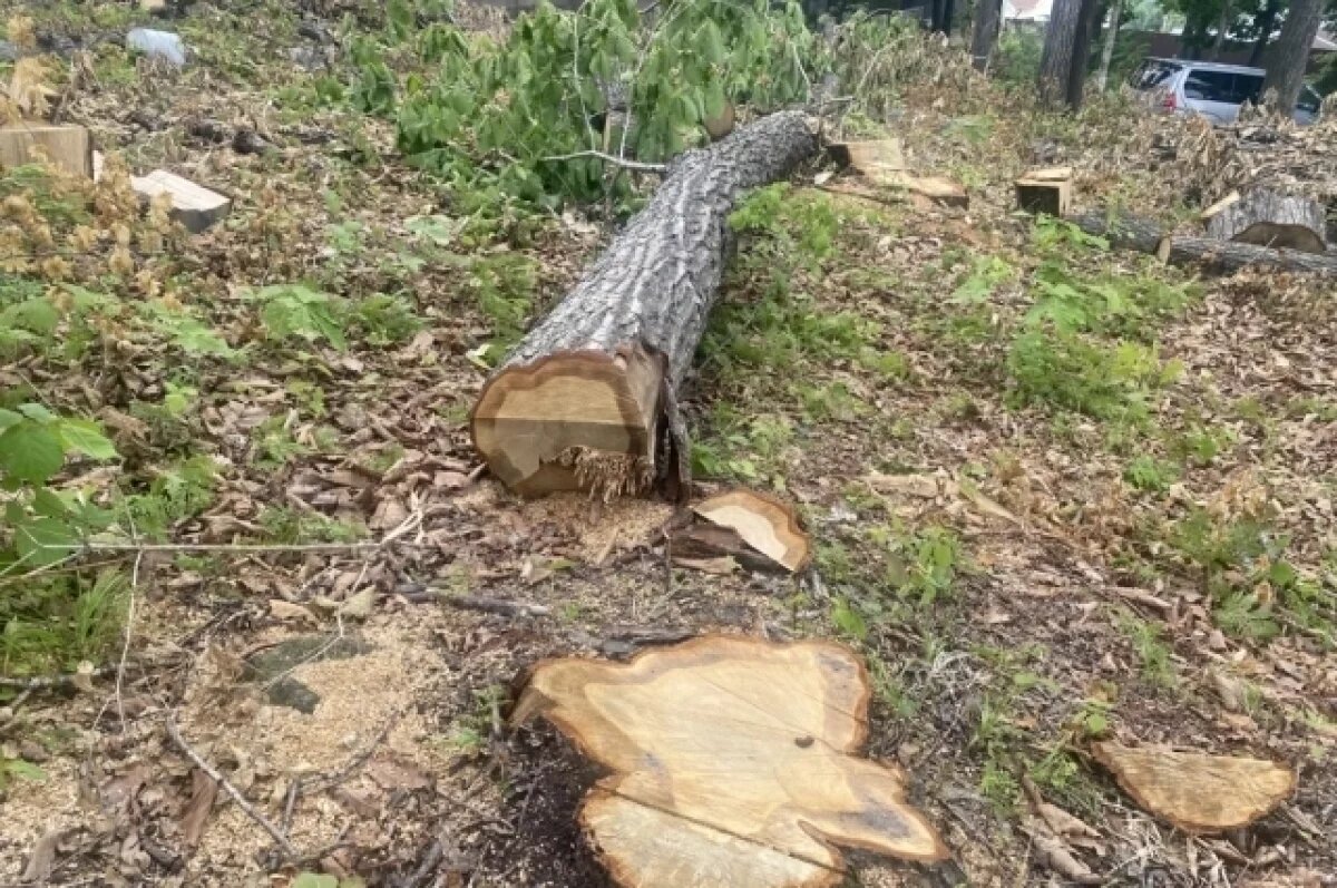   В Калининграде вырубят 70 деревьев на острове Октябрьском ради жк