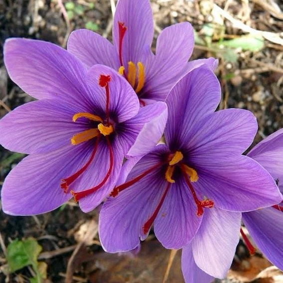 Цветы Crocus Sativus