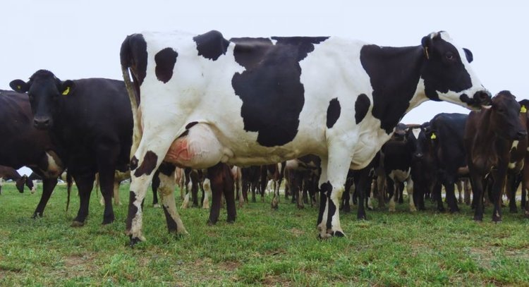    Фото: INTA-CONICET