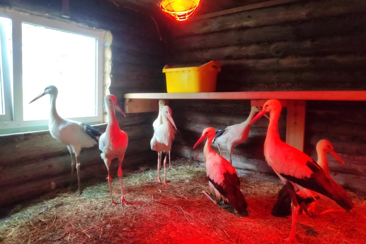    Не менее 110 аистов будут зимовать в псковском Аистином центре в этом году