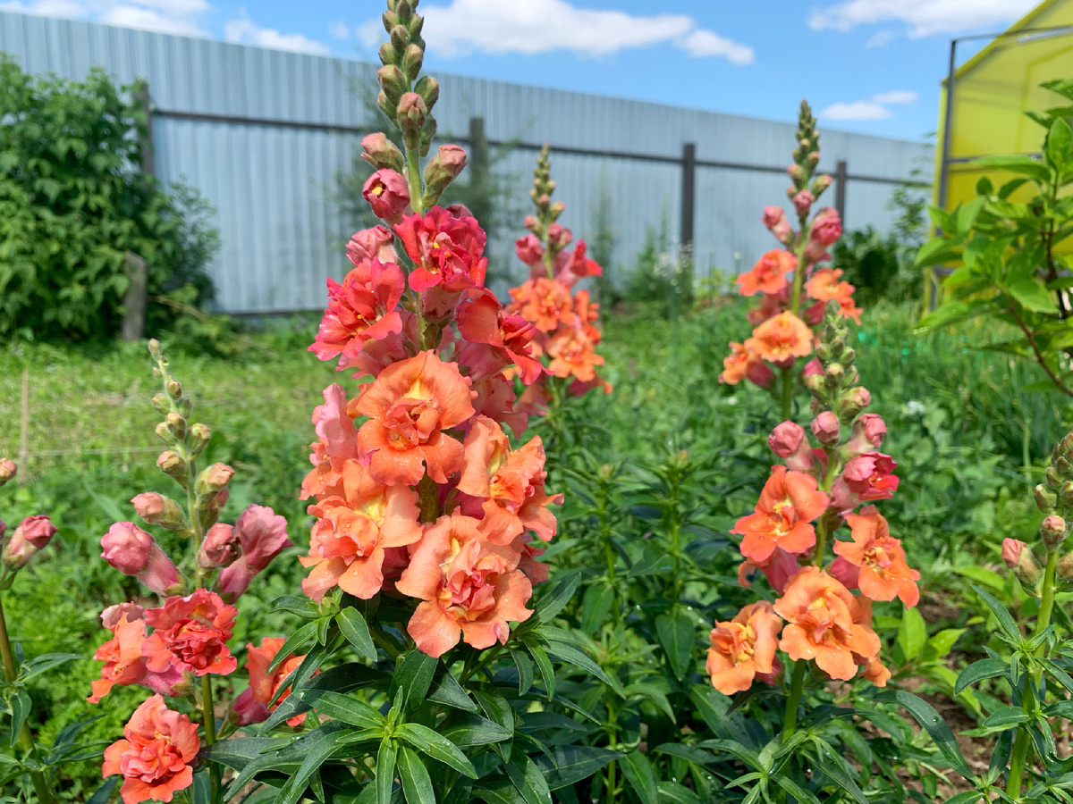 Махровый антиринум в оттенке «бронза»