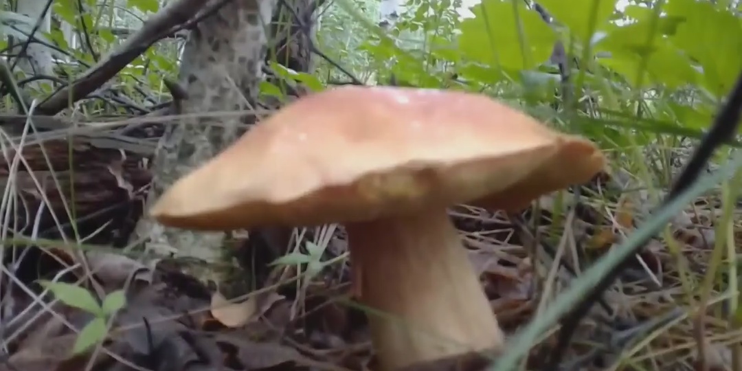 Польза Белых грибов и не только...