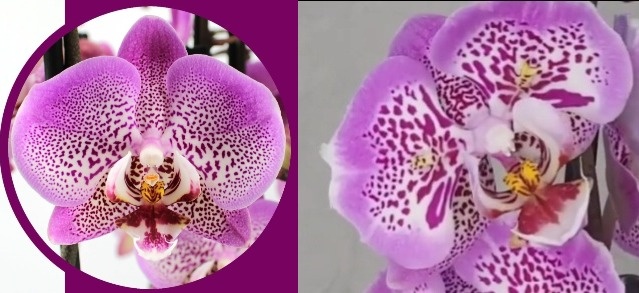 Слева: обычный Phalaenopsis Jillion. Справа: его пелоричная форма "бабочка". Хорошо видна разница в строении.