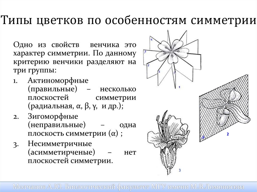 Схема, показывающая разницу между зигоморфным (A) и актиноморфным (B) цветком.