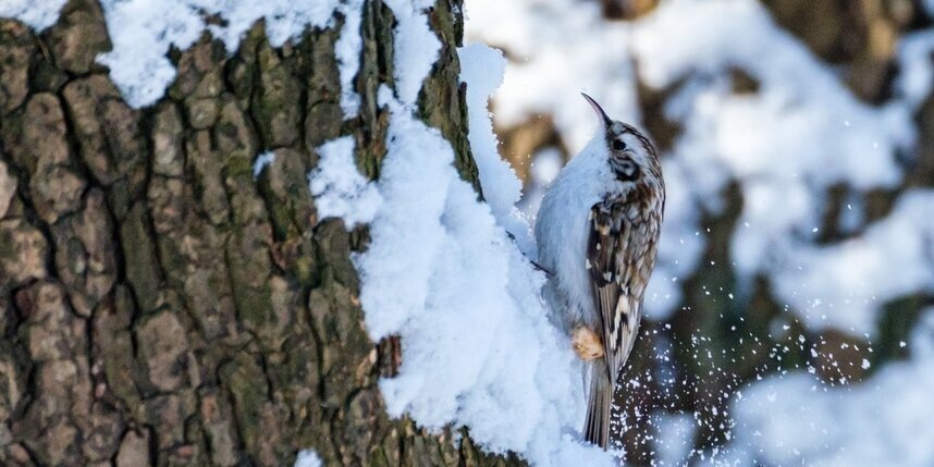    Алёна Бобрович