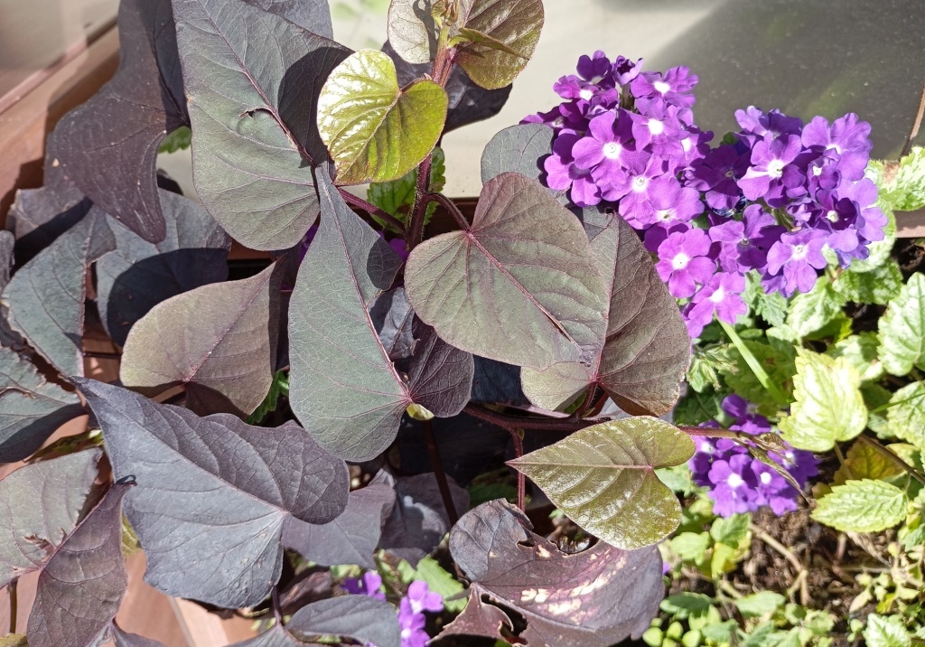  Ипомея батат на солнечном месте