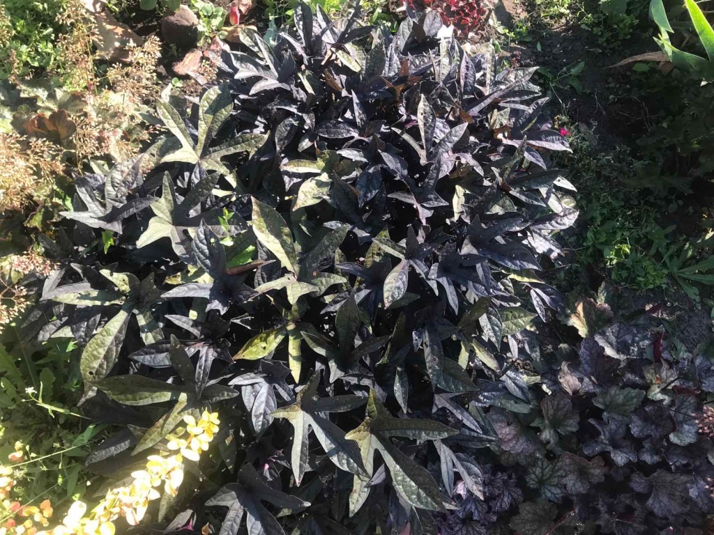  Ипомея Батат