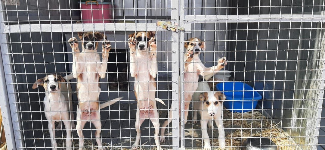 В ПРИЮТ НУЖНА КРУПА