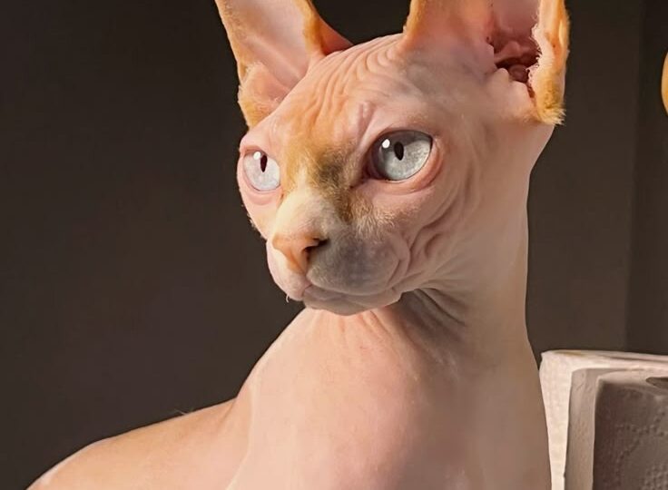 Сфинксы — лысые кошки с горячим сердцем