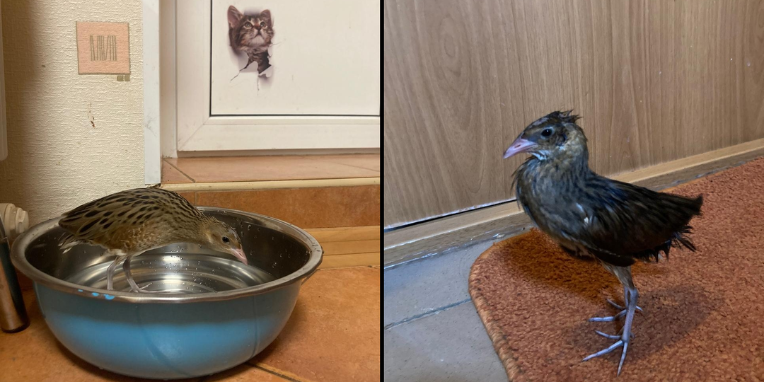 Принесла домой птенца, а он в меня влюбился. История о том, как меня пыталась соблазнить птица