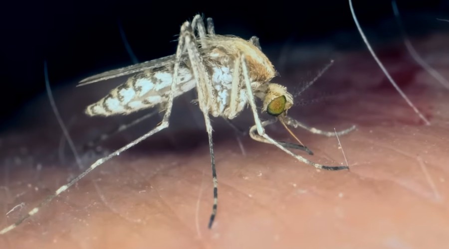 Самка пытается добыть заветную жидкость.